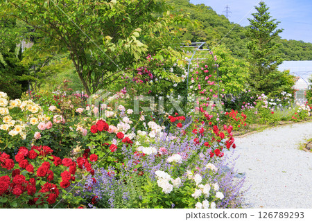 Kitakinki Resort Kaniichiban Rose Garden Kitakinki Resort Kaniichiban Rose Garden 126789293