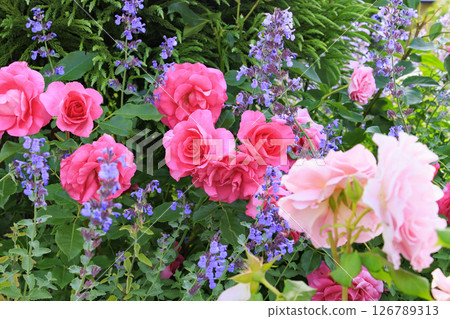 Kitakinki Resort Kaniichiban Rose Garden 126789313