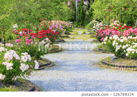 北近畿度假村蟹一番玫瑰園 126789314