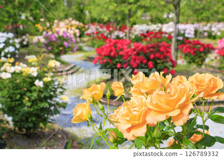 Kitakinki Resort Kaniichiban Rose Garden 126789332