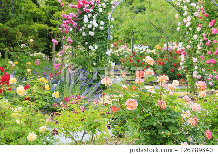 北近畿度假村蟹一番玫瑰園 北近畿度假村蟹一番玫瑰園 126789340