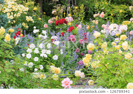 北近畿度假村蟹一番玫瑰園 北近畿度假村蟹一番玫瑰園 126789341