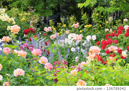 北近畿度假村蟹一番玫瑰園 126789342