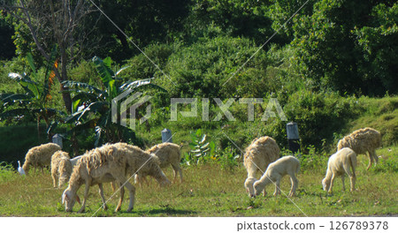 A group of sheep and lambs grazing on a sunny afternoon. Suitable for agriculture, rural farm life and Eid al-Adha celebrations in southeast asia 126789378