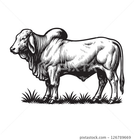 Detailed black and white vector of a Brahman bull standing on grass, showcasing muscular build, loose skin, and a distinctive hump, ideal for prints. Cow, Animals. 126789669