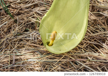 Italian arum at the foot of a tree in the mulch, real life photo, arum italicum Italian arum at the foot of a tree in the mulch, real life photo, arum italicum 126789910