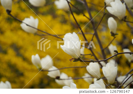 Close-up of  White Magnolia Blossoms with Yellow Forsythia in the Background 126790147