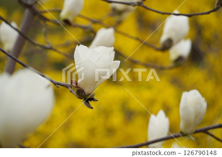 Close-up of  White Magnolia Blossoms with Yellow Forsythia in the Background 126790148