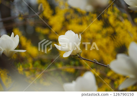Close-up of  White Magnolia Blossoms with Yellow Forsythia in the Background 126790150