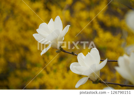 Close-up of White Magnolia Blossoms with Yellow Forsythia in the Background Close-up of White Magnolia Blossoms with Yellow Forsythia in the Background 126790151