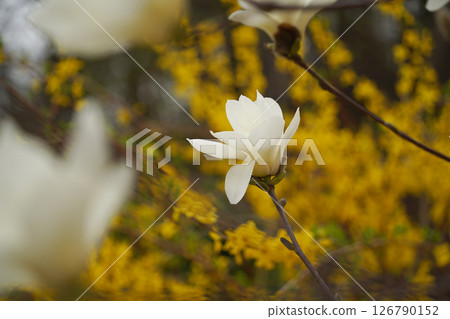 Close-up of  White Magnolia Blossoms with Yellow Forsythia in the Background 126790152