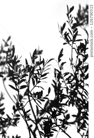 Realistic leaf silhouette art, olives swaying in the wind Realistic leaf silhouette art, olives swaying in the wind 126790315