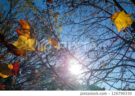 冬季樹木 126790330