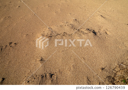 田裡有很多稻殼 田裡有很多稻殼 126790439