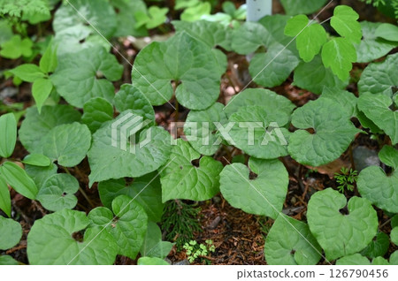 Futaba ooi Futaba ooi 126790456