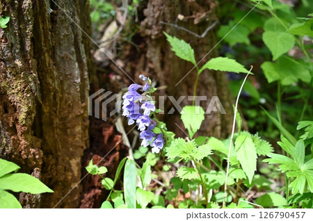  Lashawmonkazura 126790457