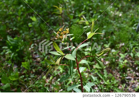 Sendai Taigeki Sendai Taigeki 126790536