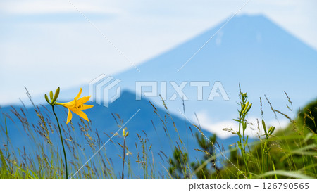 Day lilies on Mt. Imoriyama with Mt. Fuji reflected in the distance 126790565