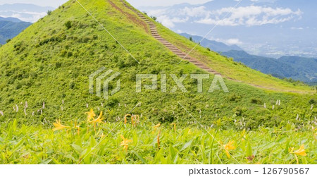 夏季,井森山盛開的萱草花 夏季,井森山盛開的萱草花 126790567