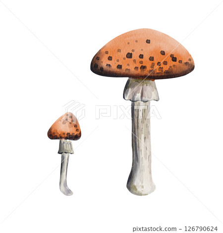 Set of fly agarics. Large mushroom with red cap and black dots. Small flexible mushroom with gray leg. Poisonous plants and mushrooms. Medicine for animals. Watercolor illustration. Hand drawing. Set of fly agarics. Large mushroom with red cap and black dots. Small flexible mushroom with gray leg. Poisonous plants and mushrooms. Medicine for animals. Watercolor illustration. Hand drawing. 126790624