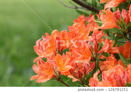 Renge Azalea Renge Azalea Kirenge Azalea 黃 Renge Azalea 126791251