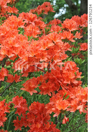 Renge Azalea Renge Azalea Kirenge Azalea 黃 Renge Azalea 126791254