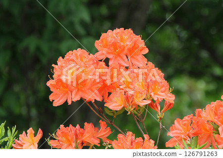 Renge Azalea Renge Azalea Kirenge Azalea 黃 Renge Azalea 126791263