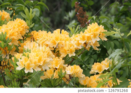 Renge Azalea, Yellow Lotus Azalea, Renge Azalea, Lotus Azalea 126791268