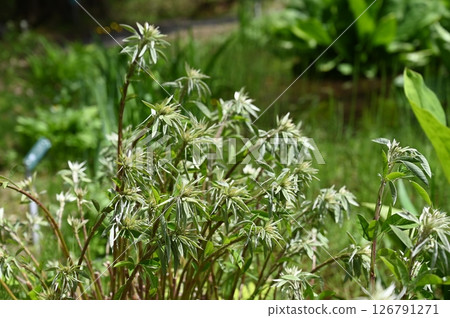 Miyagino Hagi 126791271