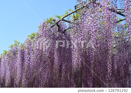 Ototo in full bloom 126791292