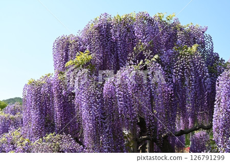 Fuji in full bloom Fuji in full bloom 126791299