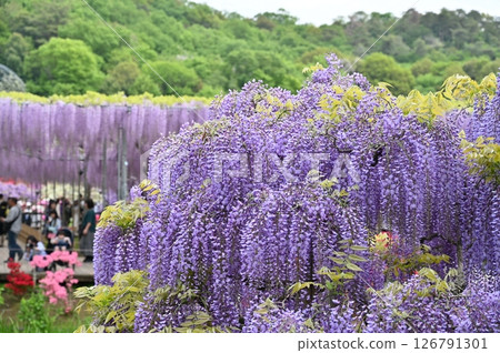 Fuji in full bloom Fuji in full bloom 126791301