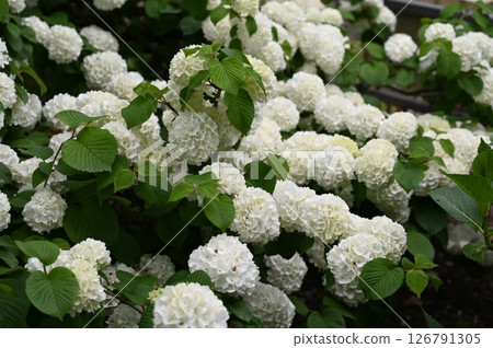 Odemari Odemari 126791305