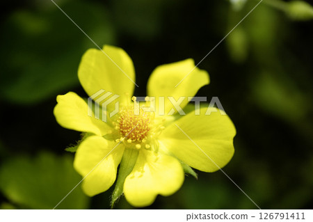 春天的花朵，野草莓花風景-2 126791411