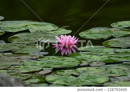 Pink water lily flower floating on water 126791600