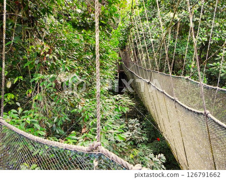 京那巴魯公園婆羅洲樹冠步道 1 京那巴魯公園婆羅洲樹冠步道 1 126791662