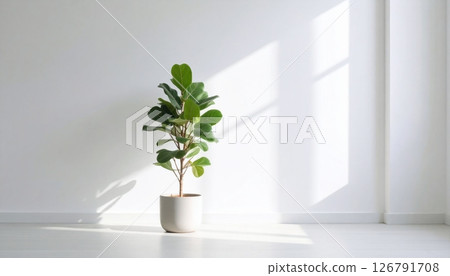 A Fiddle Fig plant in a clay pot in the room A Fiddle Fig plant in a clay pot in the room 126791708