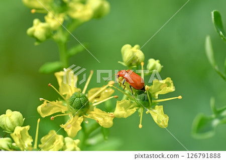 玉米根蟲 玉米根蟲 126791888