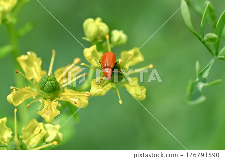 Urihamushi 126791890