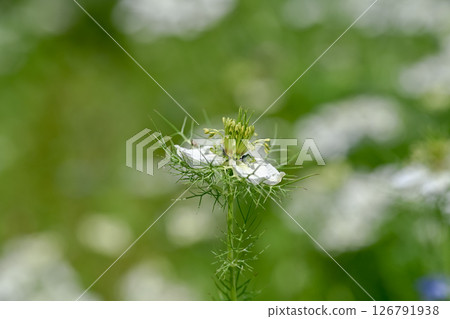Nigella Nigella 126791938