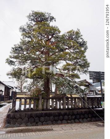A majestic snow-covered pine tree stands tall in a traditional Japanese town during winter. Capturing the timeless charm of rural Japan with traditional wooden houses and serene natural beauty. 126791954