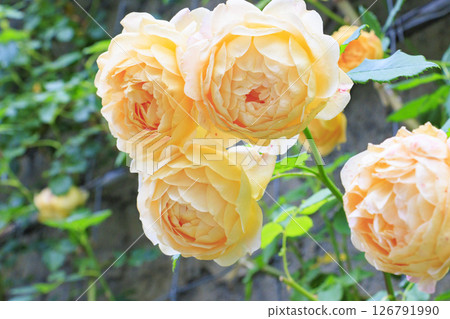 盛開的玫瑰漿果多和田玫瑰園 126791990