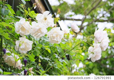Rose Berry Tawada Rose Garden in full bloom 126791991
