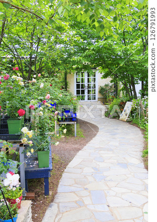 Rose Berry Tawada Rose Garden in full bloom 126791993