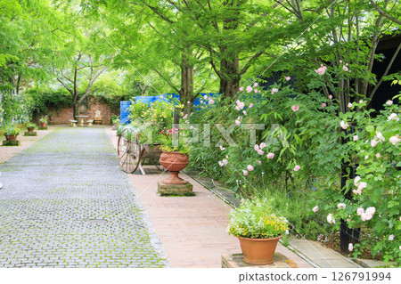 Rose Berry Tawada Rose Garden in full bloom Rose Berry Tawada Rose Garden in full bloom 126791994