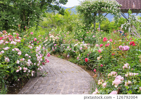 Rose Berry Tawada Rose Garden in full bloom 126792004