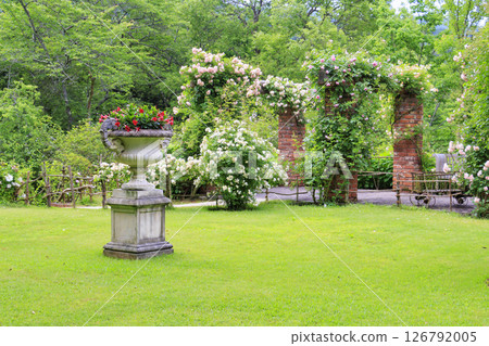 盛開的玫瑰漿果多和田玫瑰園 126792005