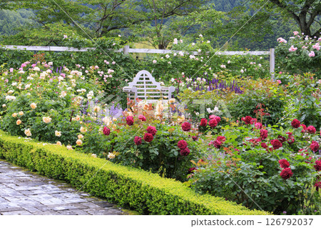 盛開的玫瑰漿果多和田玫瑰園 126792037