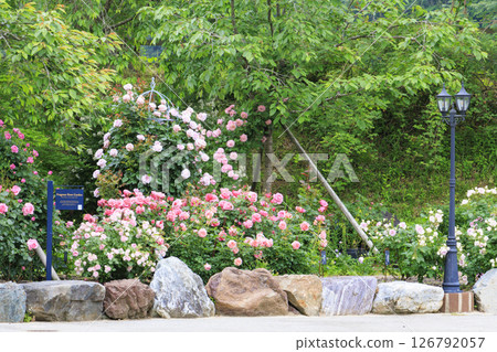 盛開的玫瑰漿果多和田玫瑰園 126792057