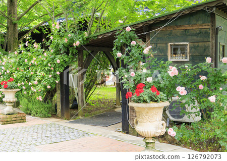 盛開的玫瑰漿果多和田玫瑰園 126792073